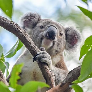 Koala
