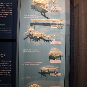 Fish skeleton display