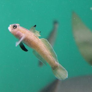 Black-eye Goby (Rhinogobiops nicholsii)
