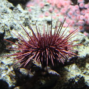 Red Urchin (Mesocentrotus franciscanus)