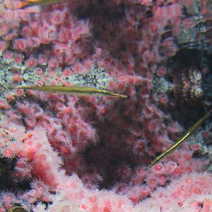 Tubesnout (Aulorhynchus flavidus)