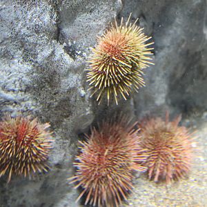 Erizo Urchin (Loxechinus albus)