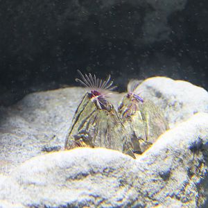 Picoroco (Austromegabalanus psittacus)