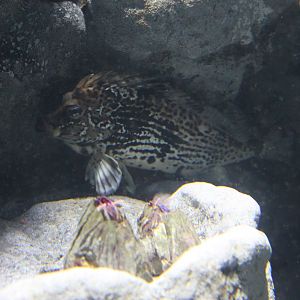 Horsefish (Congiopodus peruvianus)