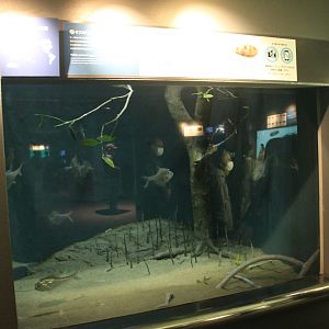 Nurseryfish (Kurtus gulliveri) tank