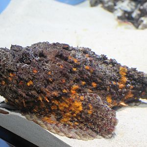 Stonefish (Synanceia verrucosa)