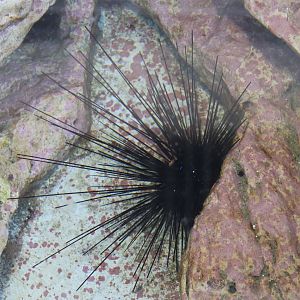 Needle-spined Urchin (Diadema setosum)