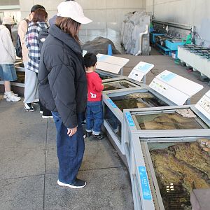 Touch tanks