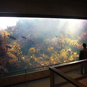 California Kelp Forest
