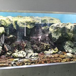 Rockskipper tank