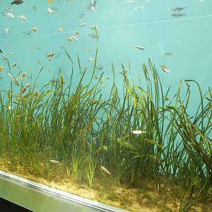 Sea Grass tank