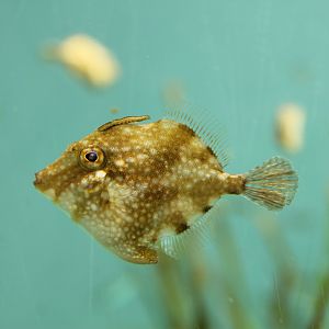 White-spotted Pigmy Filefish (Rudarius ercodes)