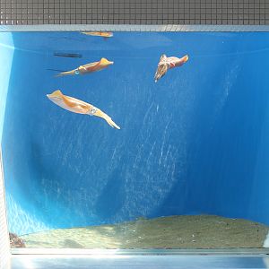 Big-fin Reef Squid (Sepioteuthis lessoniana)