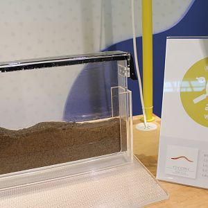 Bar-toothed Nereid display