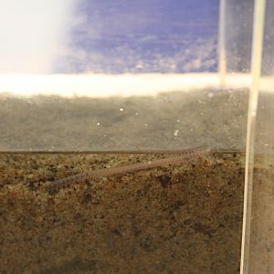 Bar-toothed Nereid (Perinereis nuntia vallata)