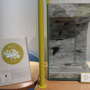 Sea Roach (Ligia cinerascens) display