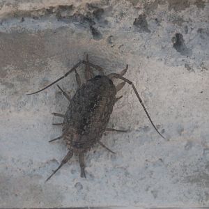 Sea Roach (Ligia cinerascens)