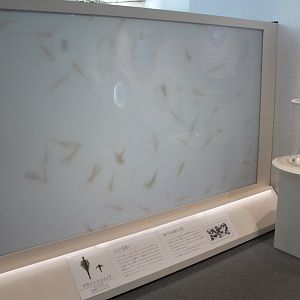 Brine Shrimp magnified