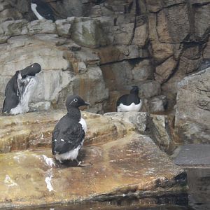Common Murres (Uria aalge)