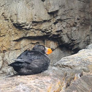 Tufted Puffin (Fratercula cirrhata)