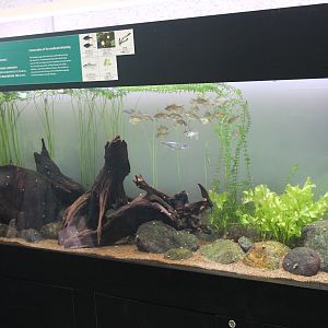 Native freshwater fish