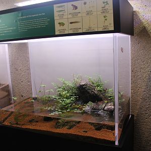Native amphibians tank