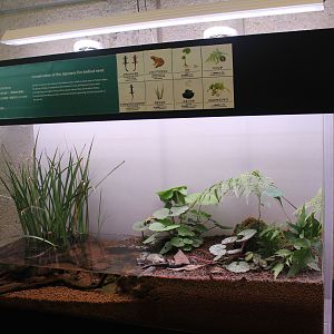 Native amphibians tank