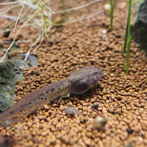Wrinkled Frog (tadpole) (Glandirana reliqua)