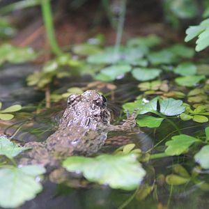 Wrinkled Frog (Glandirana reliqua)
