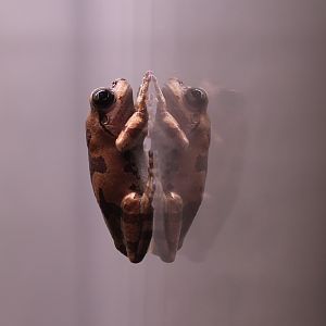 Japanese Tree Frog (Dryophytes japonicus)