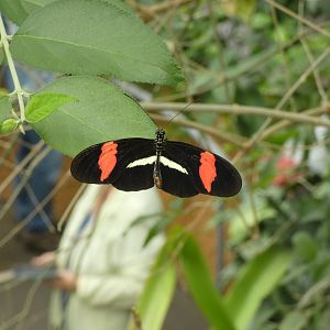ID? - Montreal Insectarium