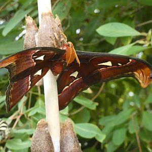 ID? - Montreal Insectarium