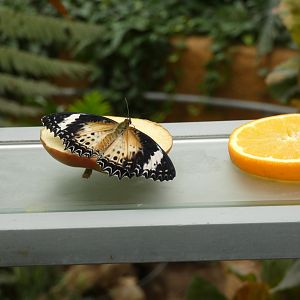ID? - Montreal Insectarium