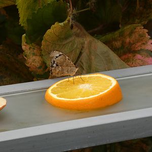 ID? - Montreal Insectarium