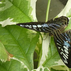 ID? - Montreal Insectarium