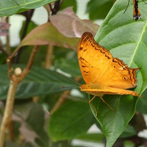ID? - Montreal Insectarium