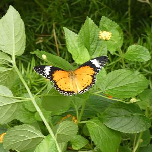ID? - Montreal Insectarium