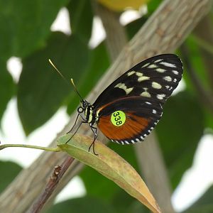 ID? - Montreal Insectarium
