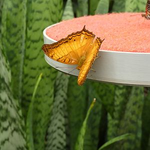 ID? - Montreal Insectarium