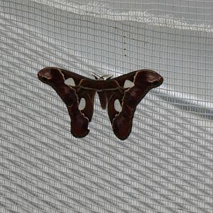 ID? - Montreal Insectarium