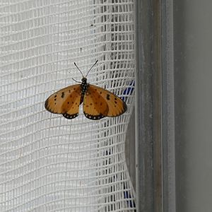 ID? - Montreal Insectarium