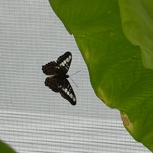 ID? - Montreal Insectarium