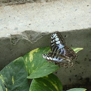 ID? - Montreal Insectarium