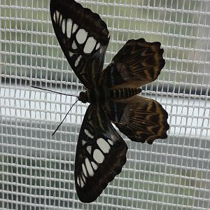 ID? - Montreal Insectarium