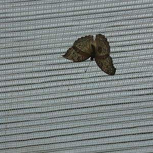 ID? - Montreal Insectarium
