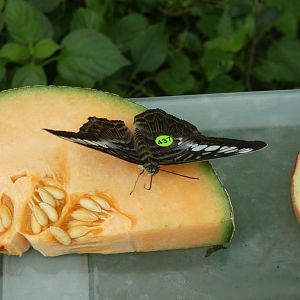 ID? - Montreal Insectarium