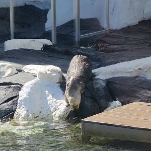 Southern Sea Otter(8/26/24)