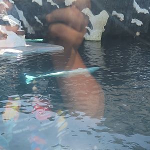 Beluga Whale(8/26/24)