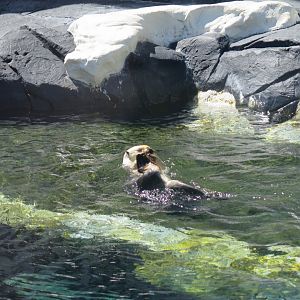 Southern Sea Otter(8/26/24)