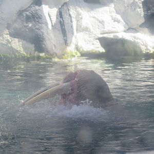 Pacific Walrus(8/26/24)